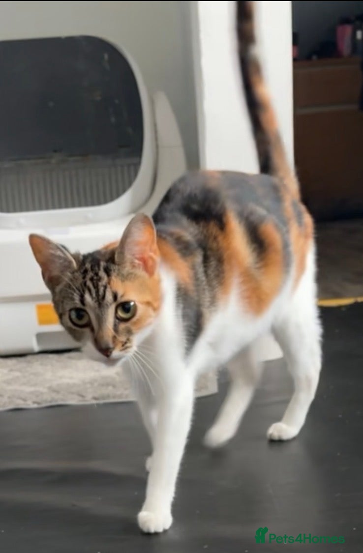 Mixed Breed cats 3 beautiful babies (mixed breed)  - Advert 13