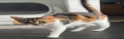 Mixed Breed cats for sale: 3 beautiful babies (mixed breed)  - Advert 1