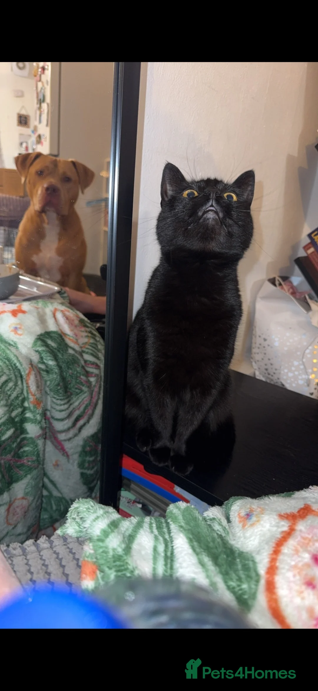 Mixed Breed cats for sale: Female Indoor Cat Loving Home Needed - Advert 3
