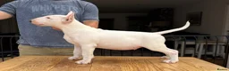 Bull Terrier dogs for sale: Healthy, happy, friendly trained 5-mo BT puppy boy - Advert 6