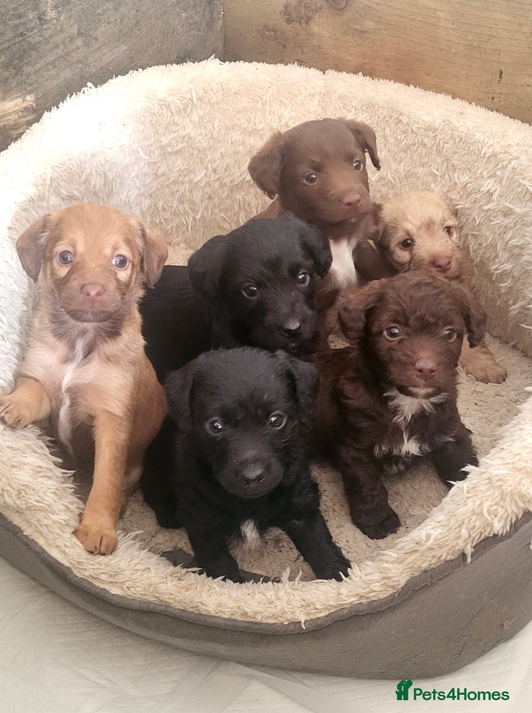 Jackapoo dogs Jackapoo pups for sale  - Advert 1