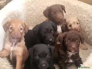 Jackapoo dogs Jackapoo pups for sale - Advert 4