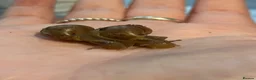 Snails invertebrates for sale: Giant African Land Snails - Lissachatina Fulica in Hounslow - Advert 3