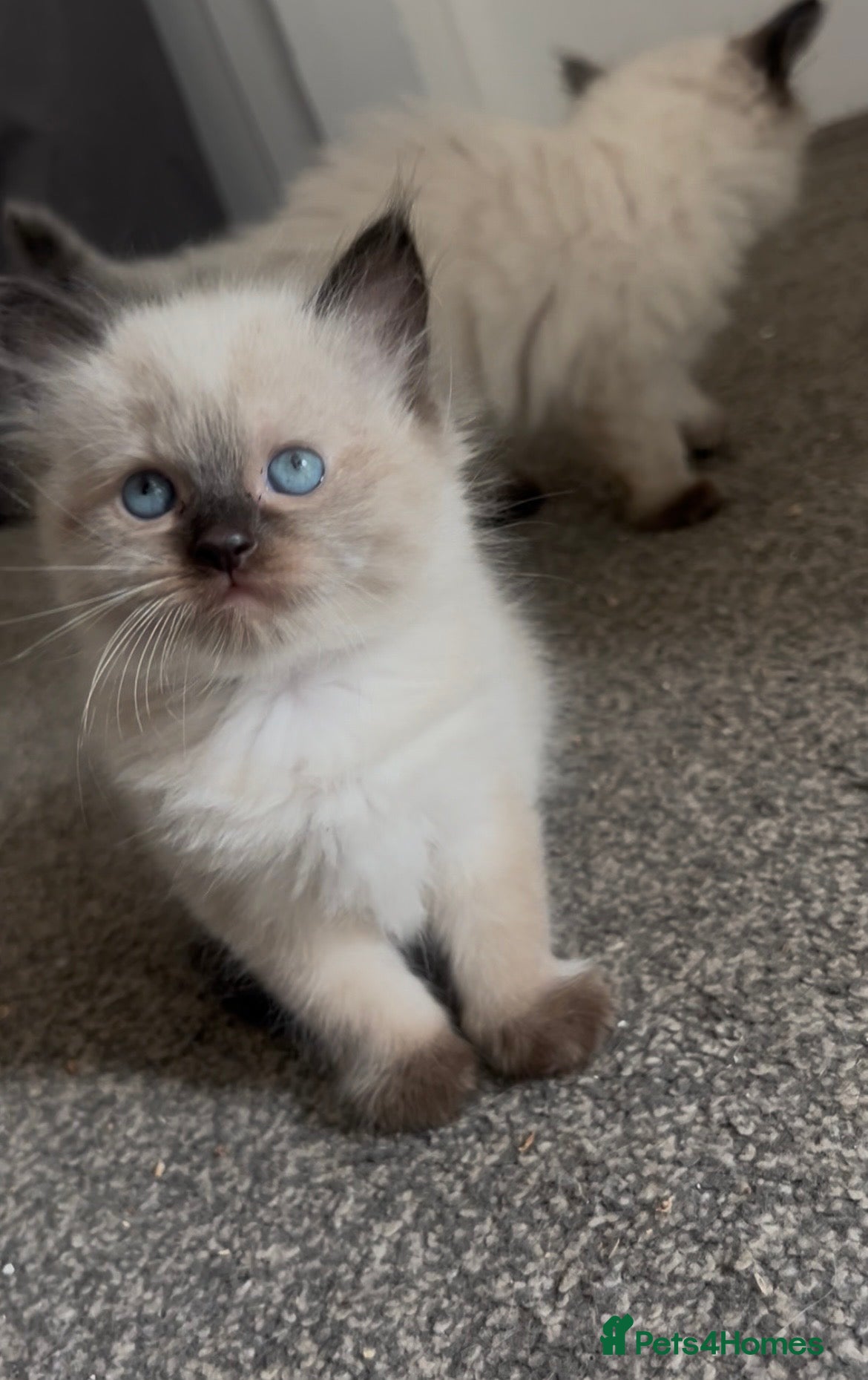 Ragdoll cats Beautiful Ragdolls  - Advert 2
