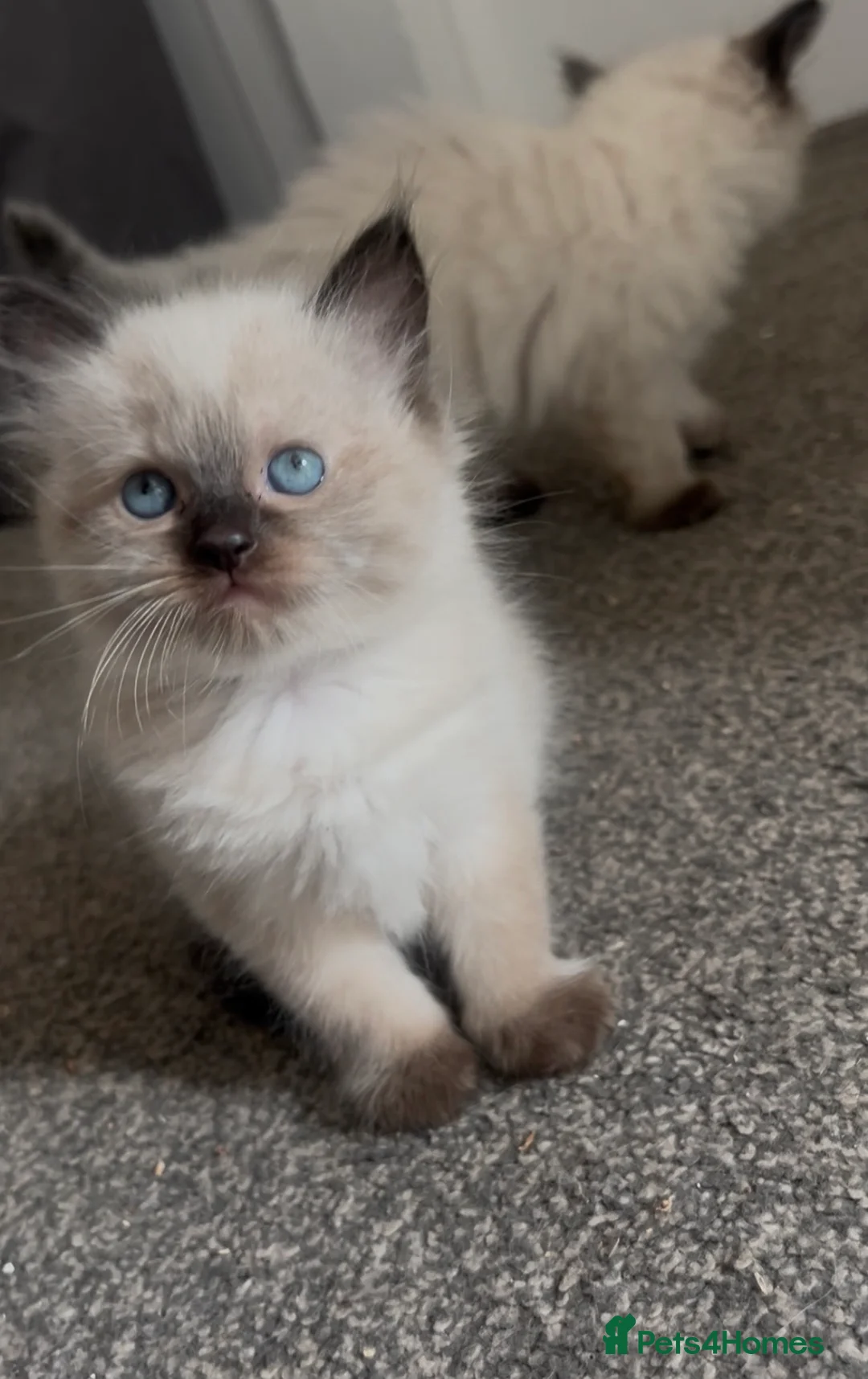 Ragdoll cats for sale: Beautiful Ragdolls  - Advert 2