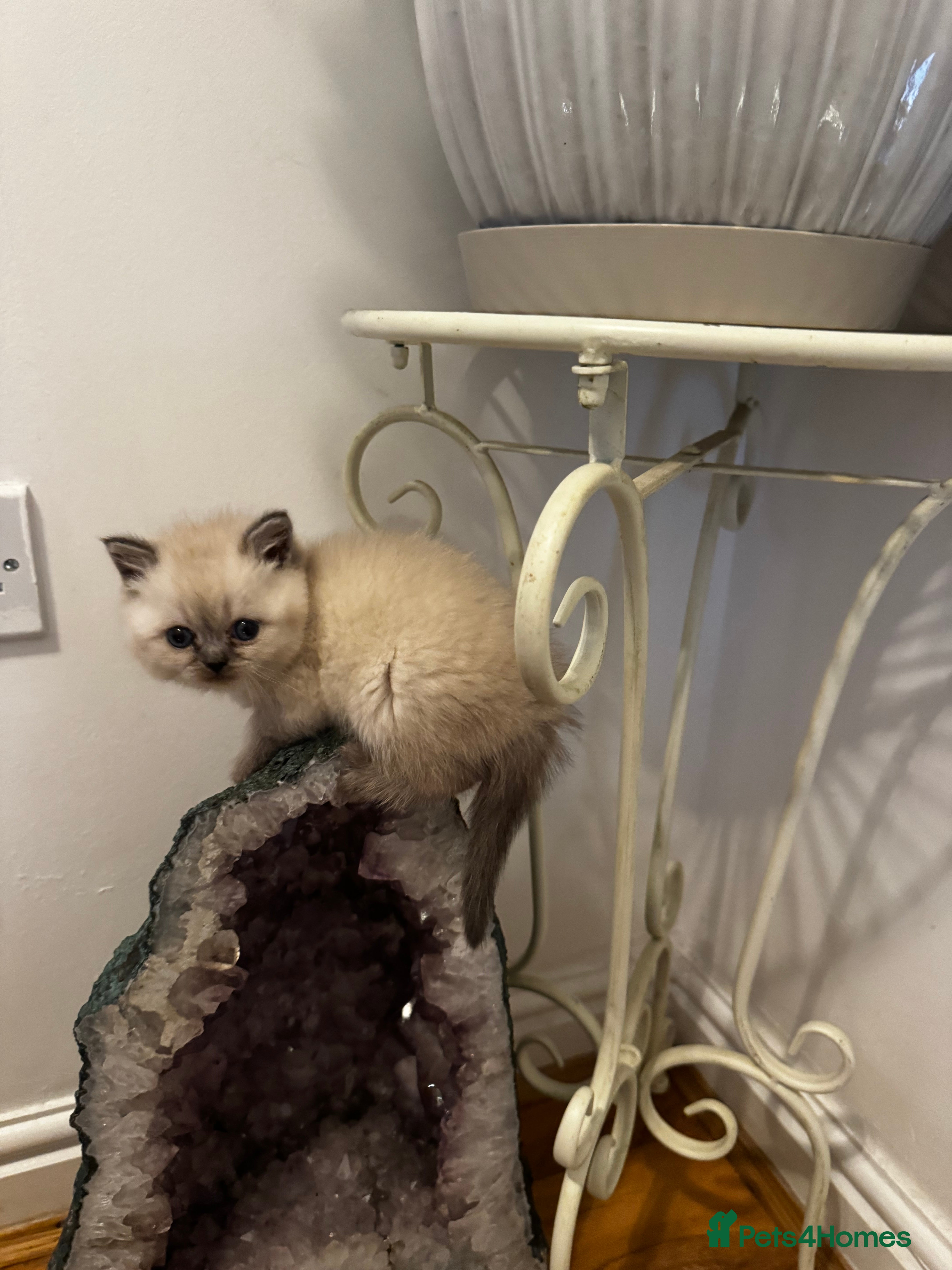 Scottish Fold cats Purebred Chinchilla Scottish Fold Kittens  🐾 - Advert 2