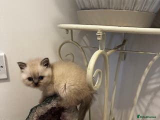 Scottish Fold cats Purebred Chinchilla Scottish Fold Kittens 🐾 - Advert 2