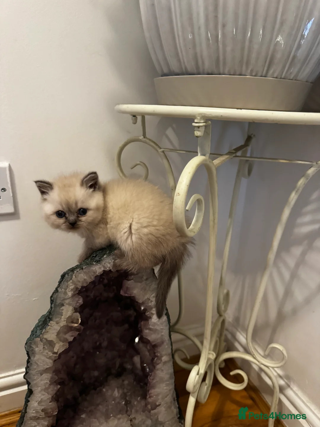 Scottish Fold cats for sale: Purebred Chinchilla Scottish Fold Kittens  🐾 - Advert 9