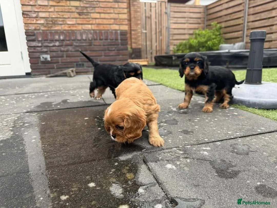 Cavalier King Charles Spaniel dogs for sale: STUNNING CAVALLIER KING CHARLES  in Bolton - Advert 2