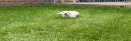 Miniature Dachshund dogs for sale: LAST ONE Long coat Cream miniature dachshund - Advert 10