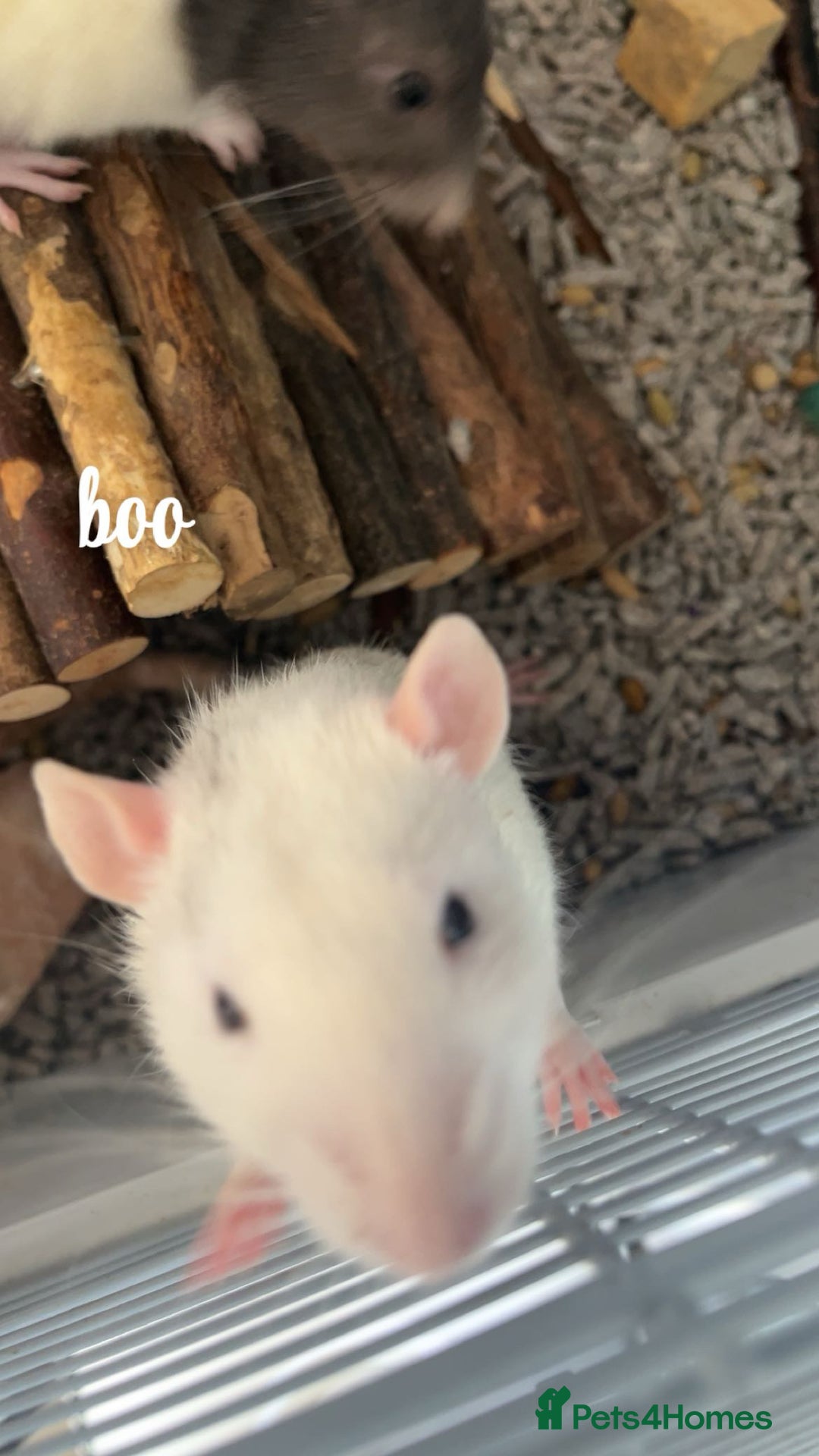 Rat rodents for sale: 5 male rats looking for a new home - Image 3