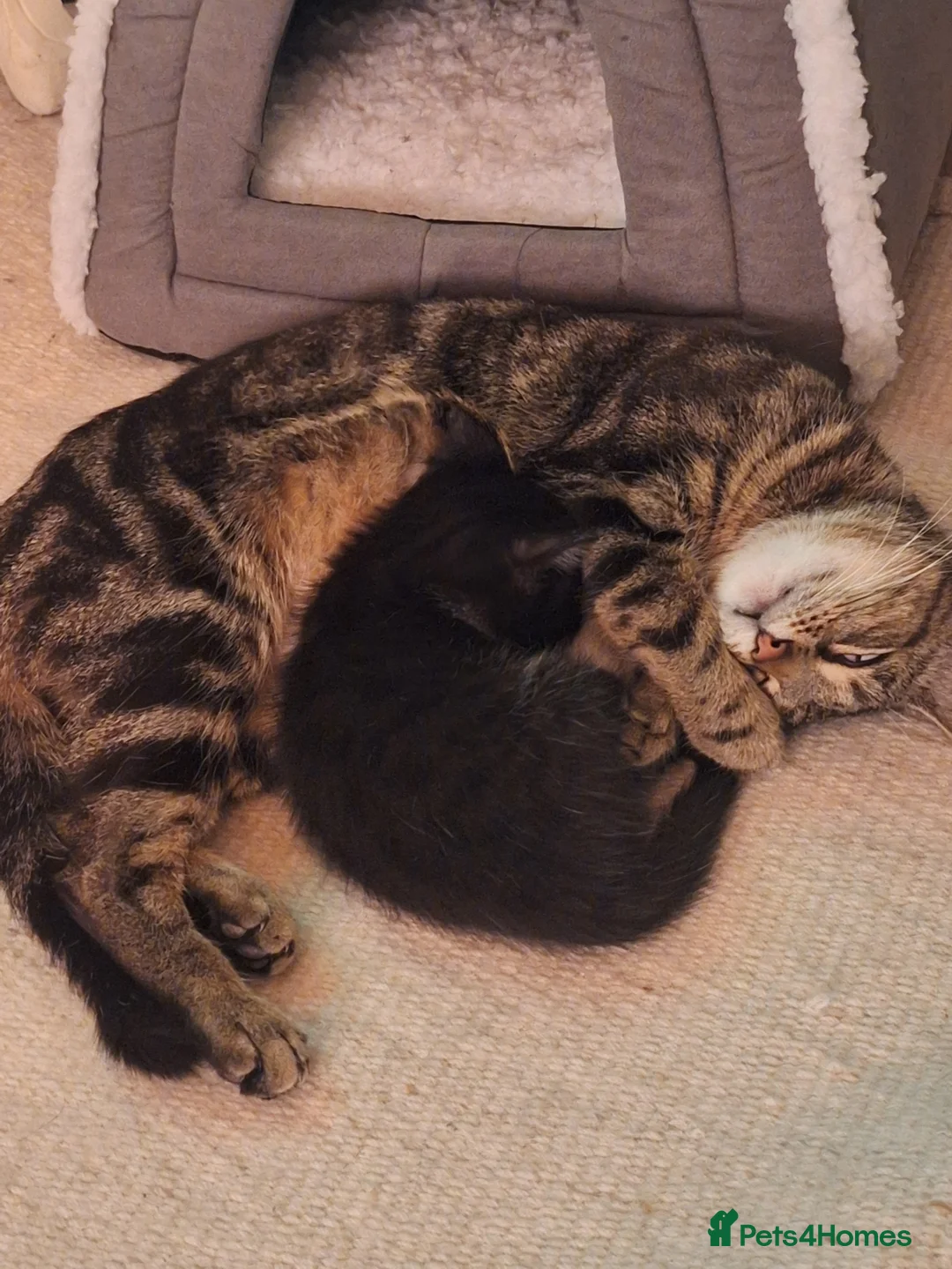 British Shorthair cats for sale: Kittens ready in 3 weeks  - Advert 2