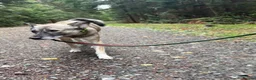 Mixed Breed dogs for adoption: Inka - Dereham Norfolk in Dereham - Advert 9