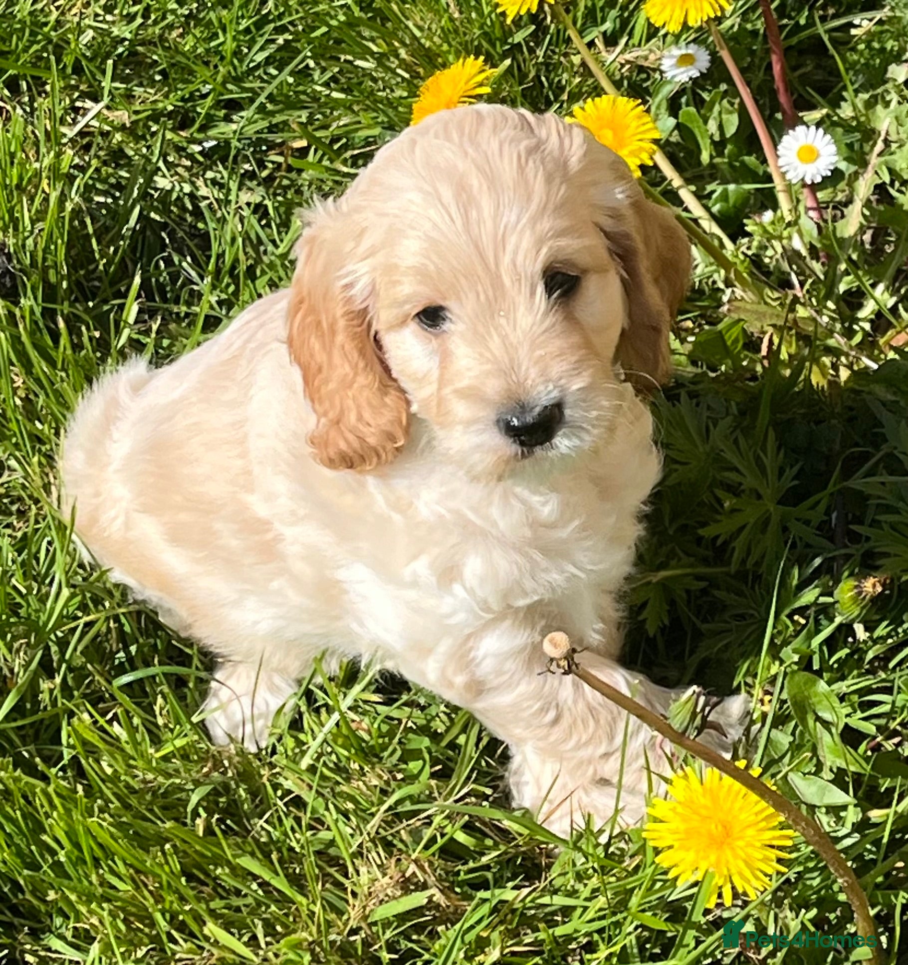 Cockapoo dogs Stunning Show F1 Cockapoos - Advert 1