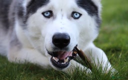 Siberian Husky dogs for stud: Proven Siberian Husky FOR STUD - Image 6