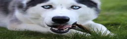 Siberian Husky dogs for stud: Proven Siberian Husky FOR STUD - Advert 7
