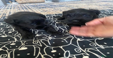 Miniature Schnauzer dogs - Advert 7