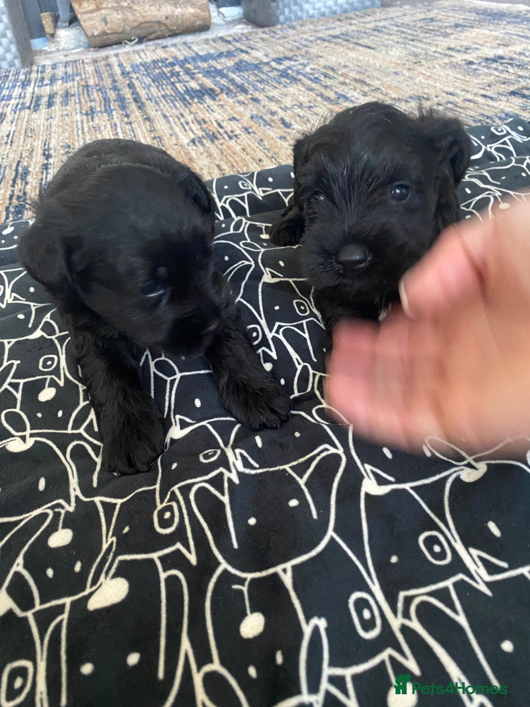 Miniature Schnauzer dogs for sale: KC Registered Black Miniature Schnauzer Pups  - Image 3
