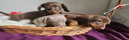 Miniature Dachshund dogs for sale: Miniature dachshund  - Advert 4