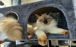 Ragdoll cats for sale: Nìco and  Sirus  - Image 4