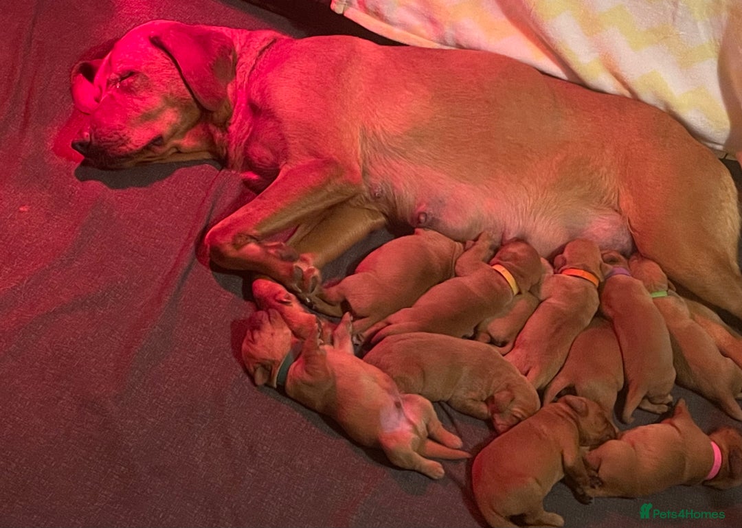 Labrador Retriever dogs for sale: KC Registered Fox Red Labrador Puppies  - Advert 1