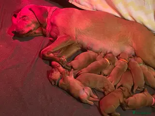 Labrador Retriever dogs KC Registered Fox Red Labrador Puppies - Advert 18