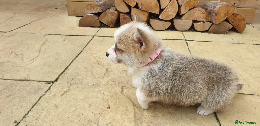 Welsh Corgi Pembroke dogs for sale: 8 Beautiful Kc Welsh Corgi puppies ready soon... - Advert 28