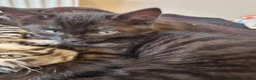 Bengal cats for sale: Bengal cross kittens. - Advert 3