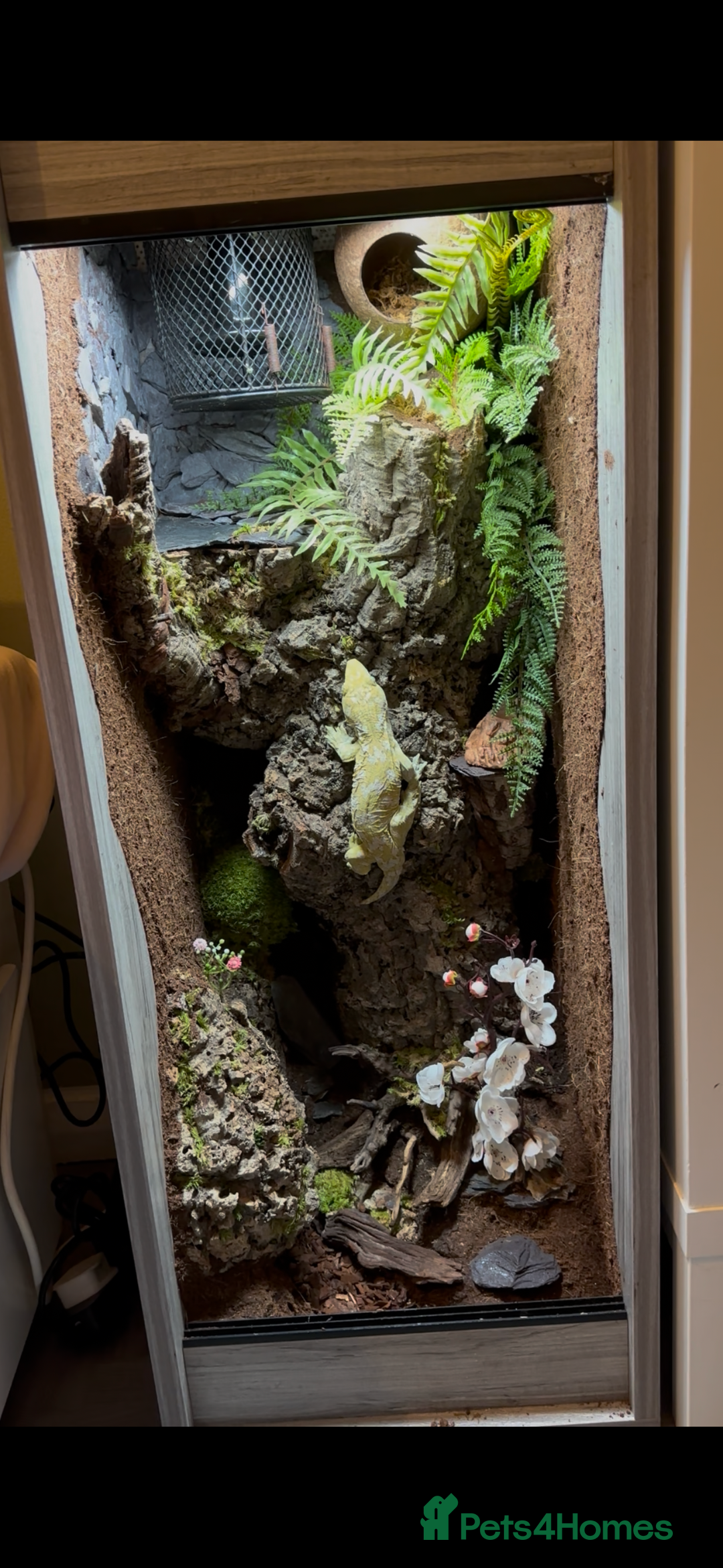 Gecko reptiles for sale: Male leachianus gecko with full set up  - Advert 6