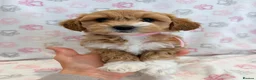 Maltipoo dogs for sale: Beautiful F1 Health Tested Maltipoo babies 💙🐾💖 - Advert 29