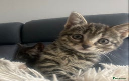 Brazilian Shorthair cats for sale: Adorable Kittens ready to go - Image 2