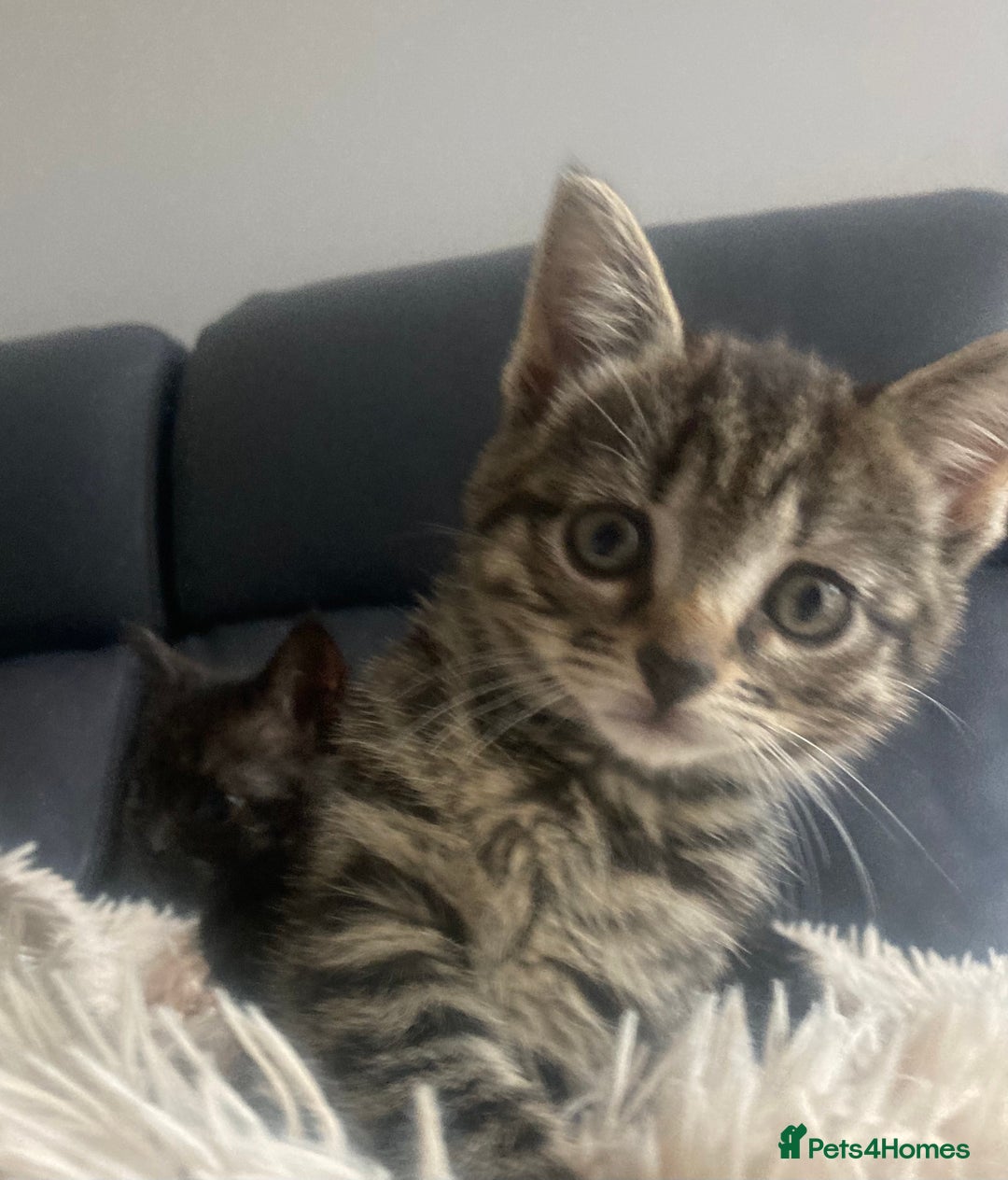 Brazilian Shorthair cats for sale: Adorable Kittens ready to go - Image 2