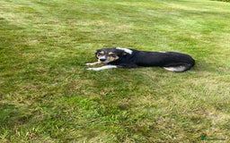 Border Collie dogs for sale: Farm bred border collie pups for sale - Image 3