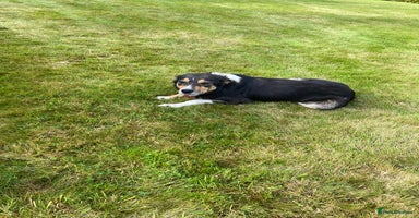 Border Collie dogs - Advert 5