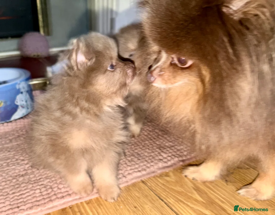 Pomeranian dogs for sale: Stunning fluffy Pomeranian pups lilac and tan  - Advert 8