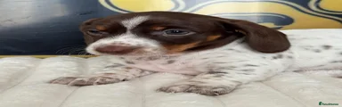 Chocolate piebald