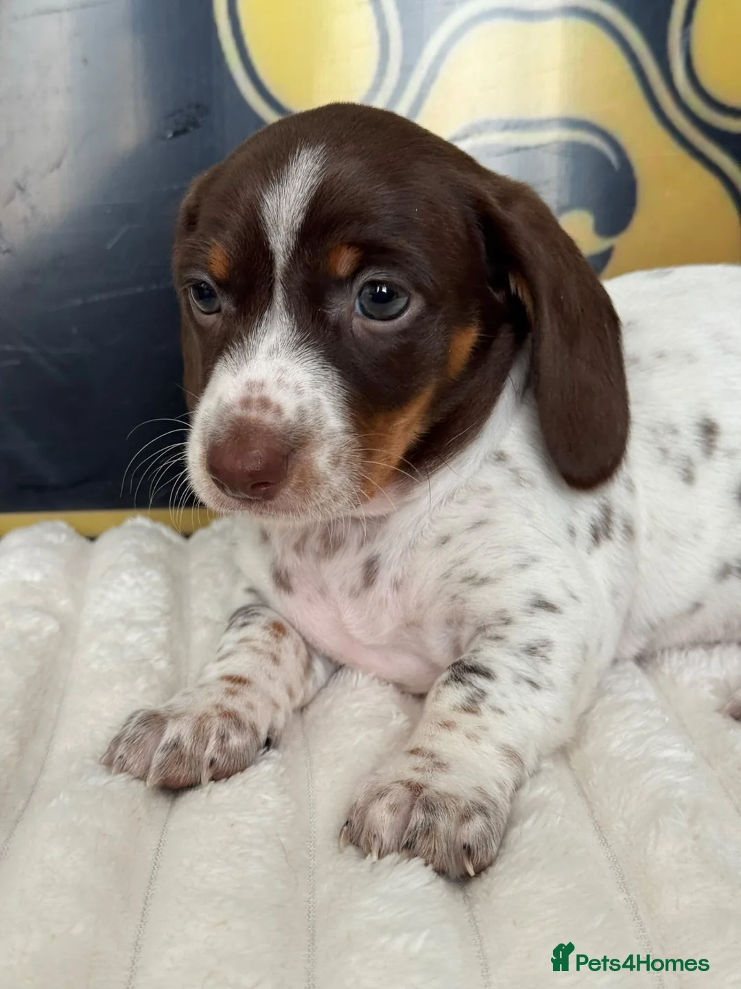 Dachshund dogs for sale: Beautiful Standard Dachshund Puppies - Advert 13