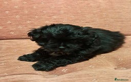 Malshi dogs for sale: Malshi 2 puppies boys - Advert 9