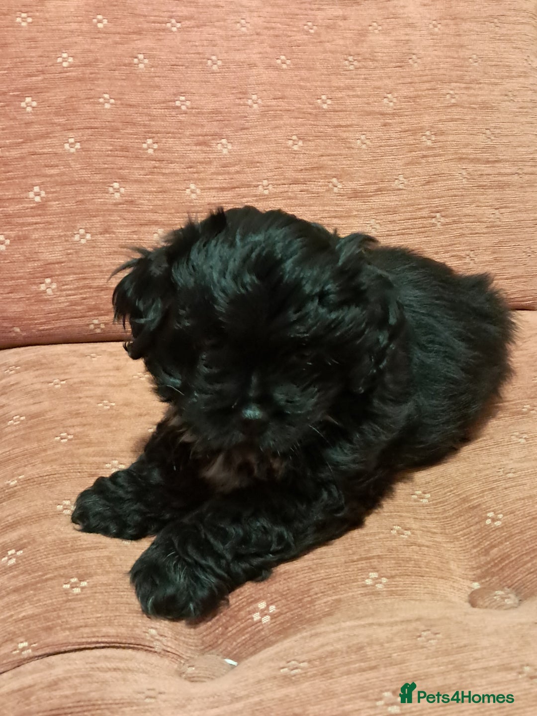 Malshi dogs for sale: Malshi 2 puppies boys - Advert 9