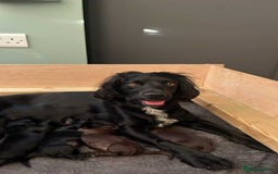 Sprocker dogs for sale: Sprocker spaniel puppy  - Image 5