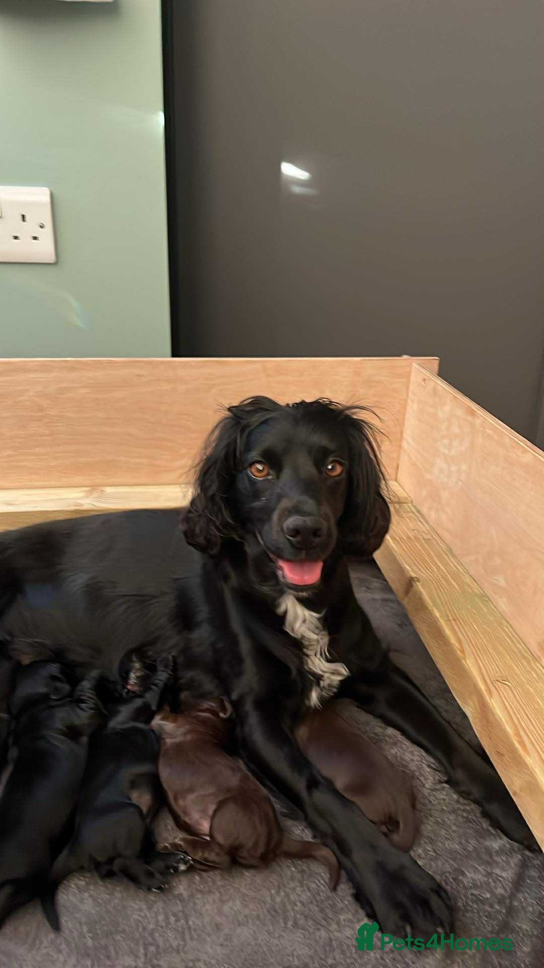 Sprocker dogs for sale: Sprocker spaniel puppy  - Image 5