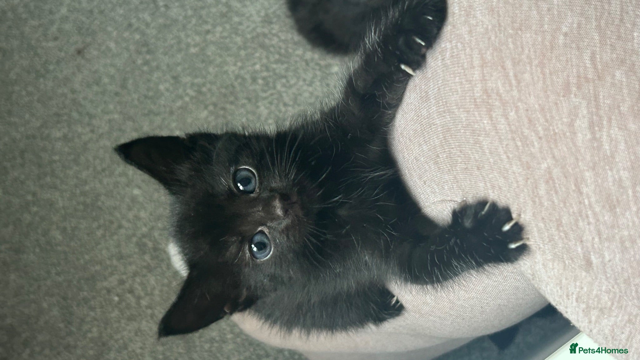 Bombay cats 1 female kittens for sale !!! - Advert 7