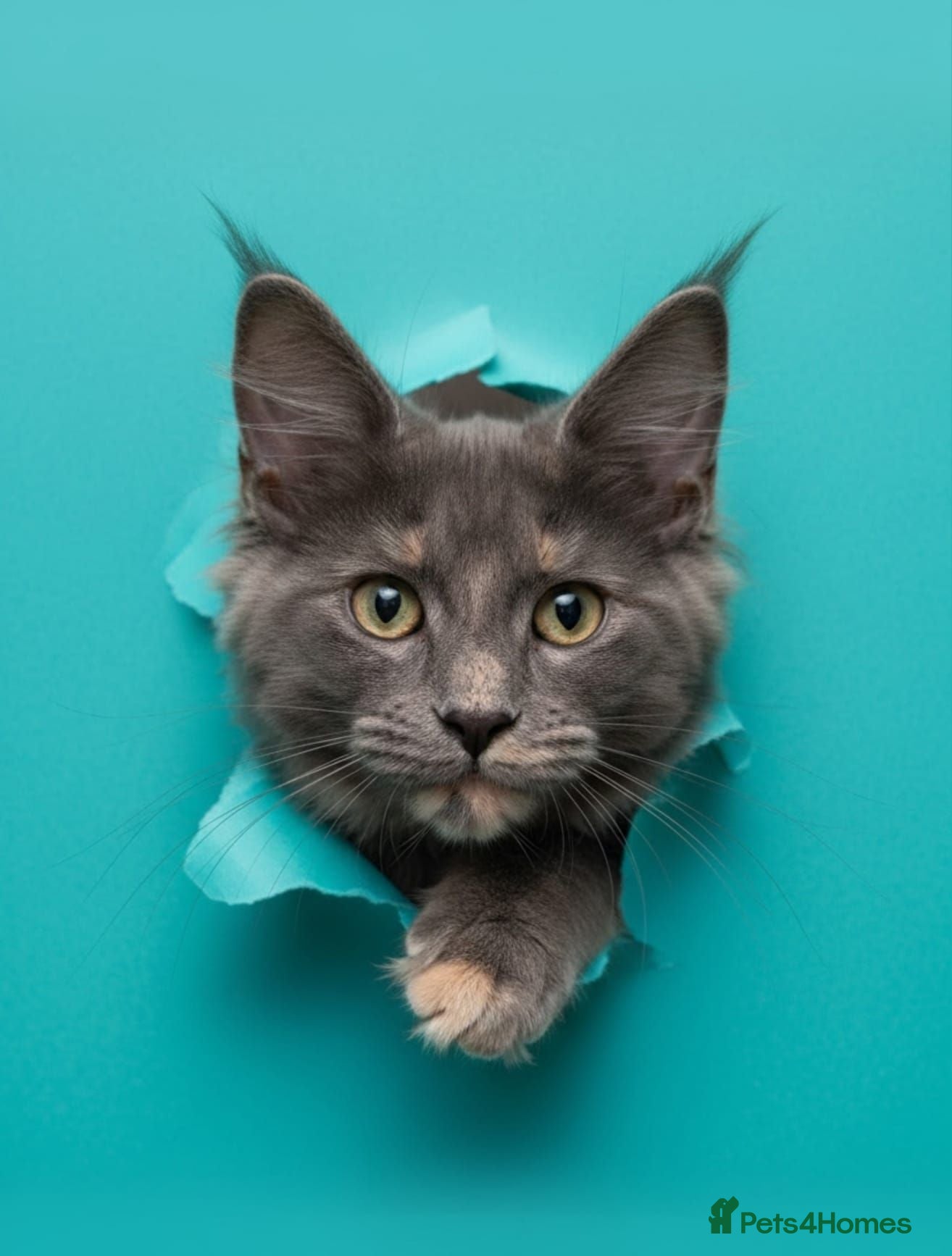 Maine Coon cats Maine Coon Family "Puuure Love" kittens available  - Advert 1