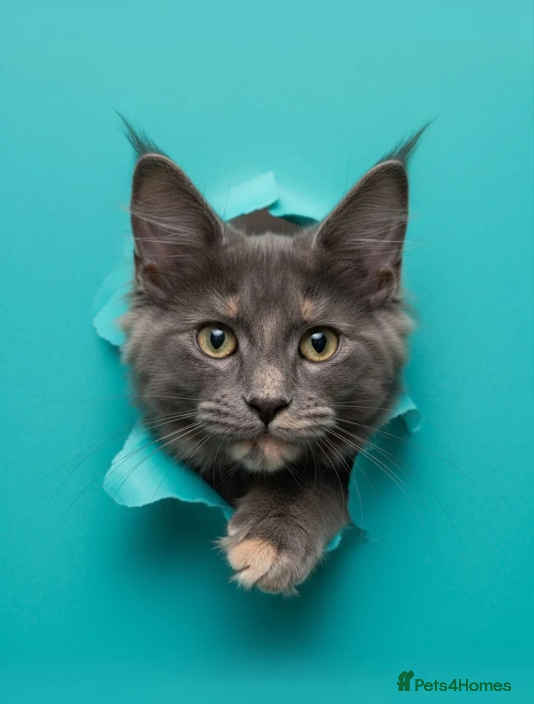 Maine Coon cats for sale: Maine Coon Family "Puuure Love" kittens available  - Advert 1
