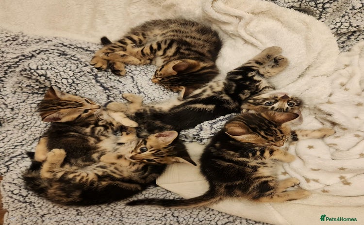 Bengal cats - Advert 2