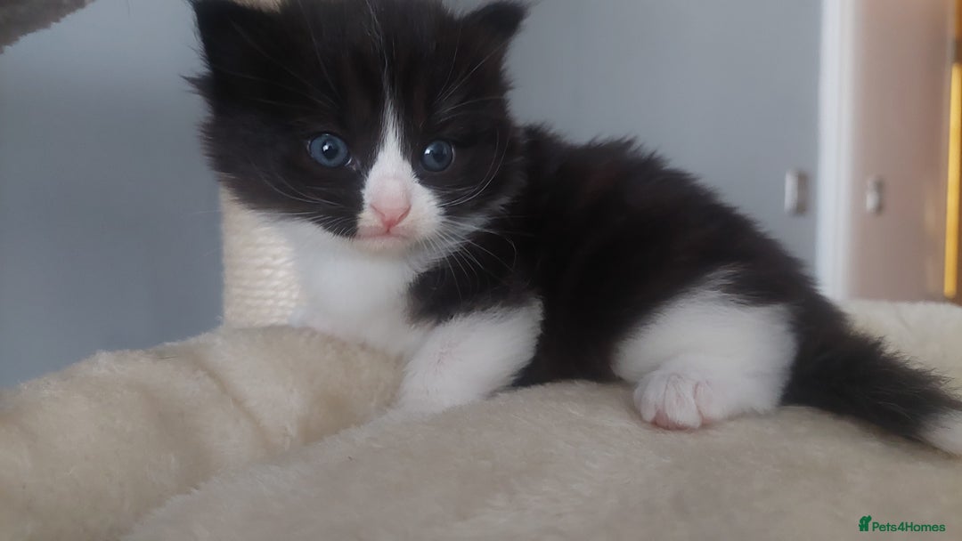 Mixed Breed cats for sale: Beautiful Kittens British ShorthairxRagdoll - Image 12