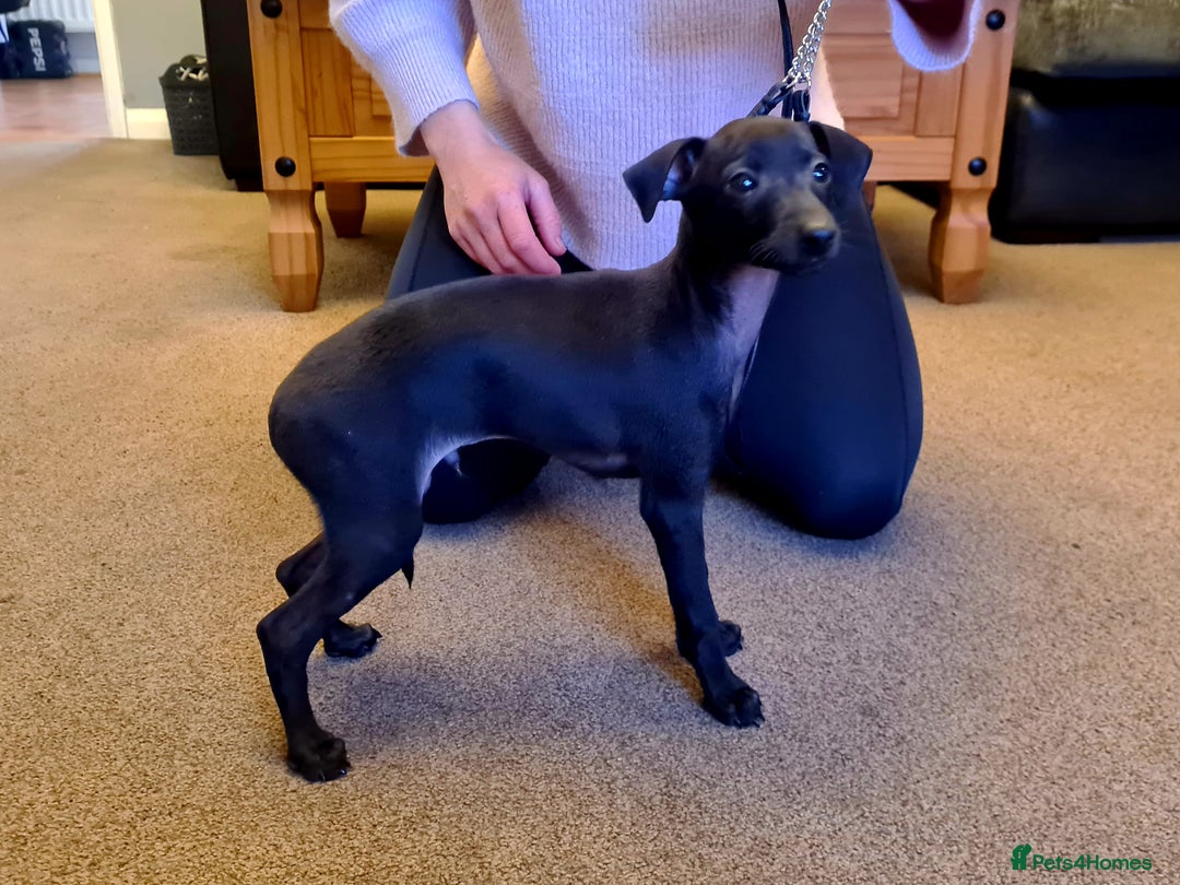 Italian Greyhound dogs for sale: KC registered. Last black boy available  - Image 3