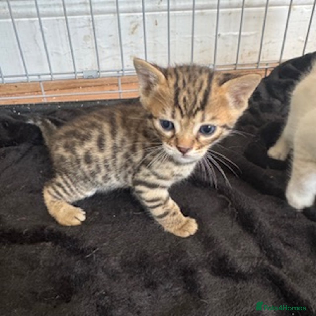 Bengal cats for sale: 4 Gorgeous Bengal Babies - Image 10