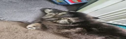 Pomsky dogs for sale: F3 Pomsky Puppies MUST GO - Advert 17