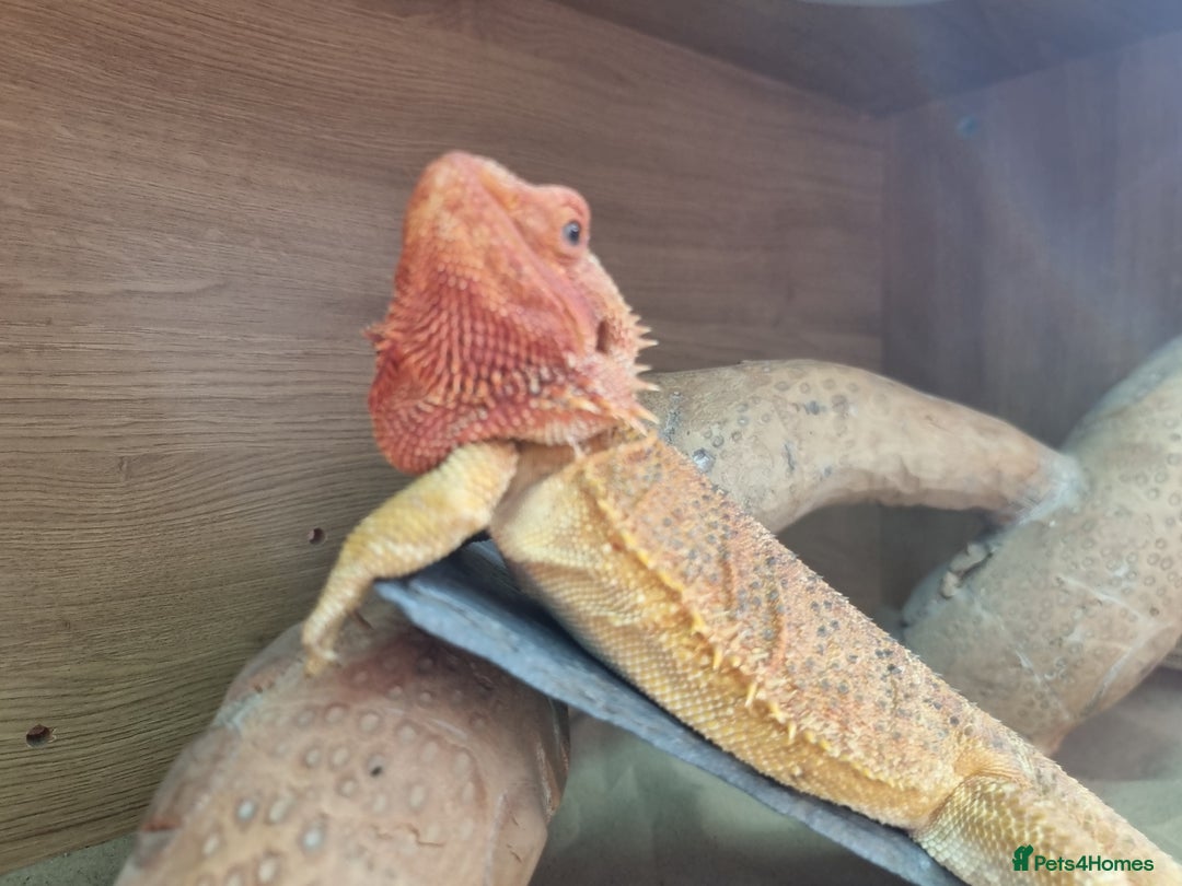 Bearded Dragon reptiles for sale: Bearded dragon and setup looking to be rehomed - Advert 4